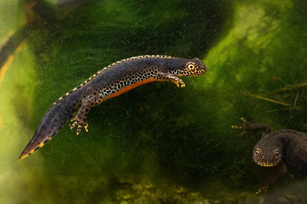 Alpine newt (Ichthyosaura alpestris)