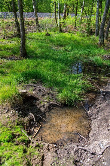 Temporary spawning water for amphibians by the wayside