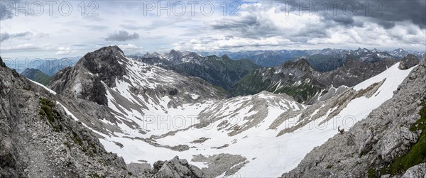 Alpine Ibex (Capra ibex)