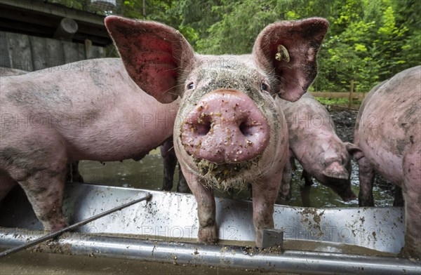 Domestic Pigs (Sus scrofa domesticus) at a trough in an outdoor enclosure