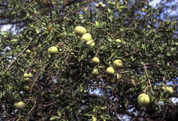 Aegle marmelos linn