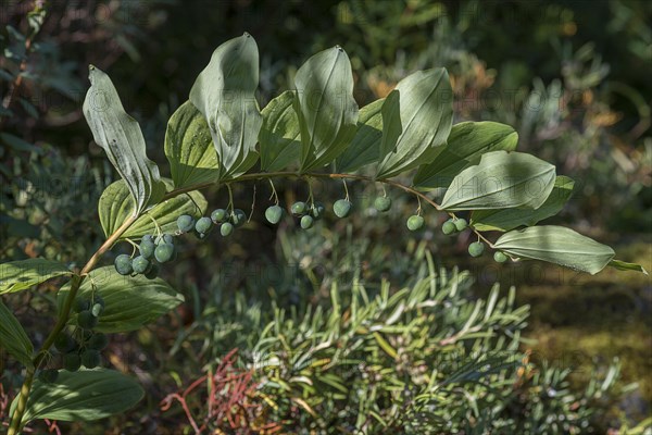 Seed stand of Solomon's seal (Polygonatum multiflorum)