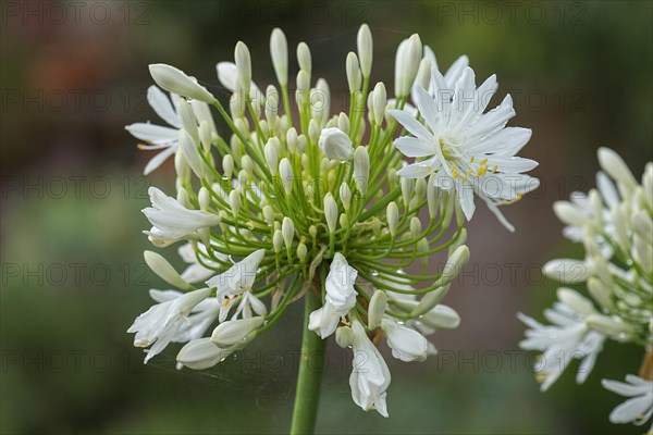 White Jewel Lily (Agapanthus africanus Albus)