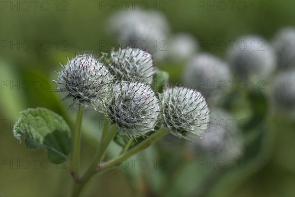 Buds of a downy burdock (Arctium tomentosum)