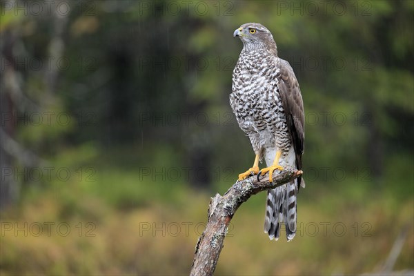 Northern goshawk (Accipiter gentilis)