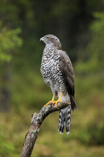 Northern goshawk (Accipiter gentilis)