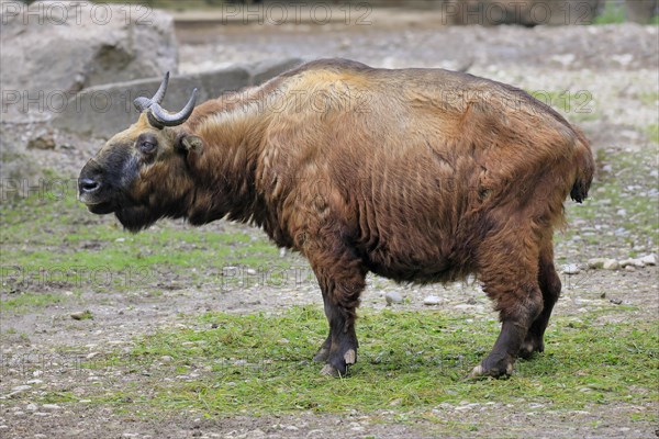 Mishmi Takin (Budorcas Taxicolor taxicolor)