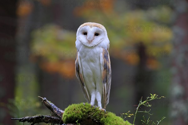 Common barn owl (Tyto alba)