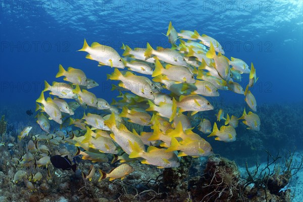 Schoolmaster snapper (Lutjanus apodus)