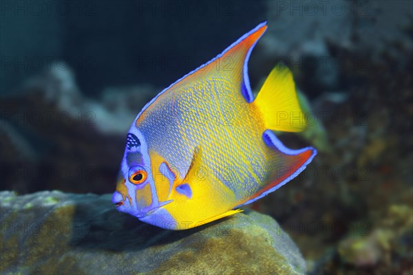 Queen angelfish (Holacanthus ciliaris)