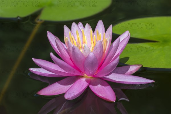 Pink water lily (Nymphaea Pink)