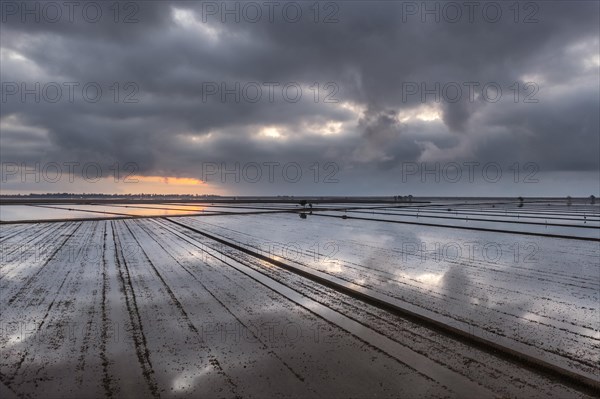 Flooded rice fields in May at daybreak