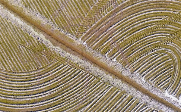 Detail of a flooded rice field in May