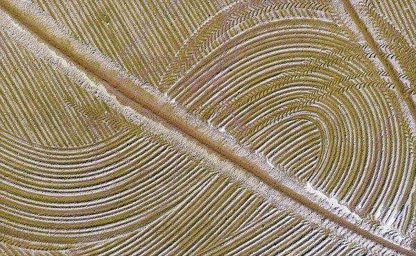 Detail of a flooded rice field in May