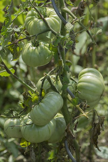 Unripe oxheart tomatoes (cuore di bue)