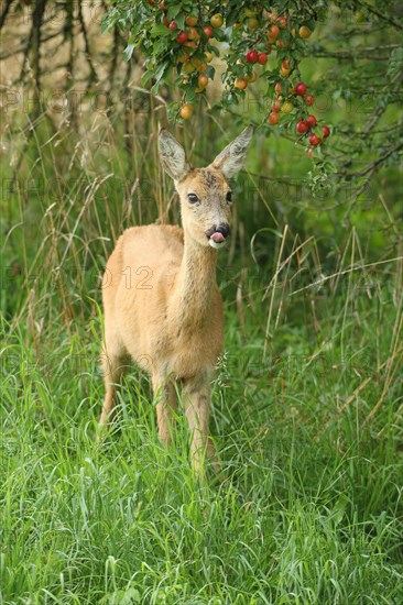 European roe deer (Capreolus capreolus) under a Greek Myrobolane (Prunus cerasifera) in a meadow orchard
