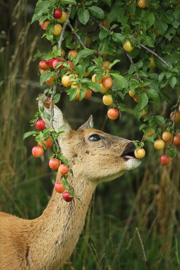 European roe deer (Capreolus capreolus) eating ripe fruits of Myrobolane (Prunus cerasifera) in a meadow orchard