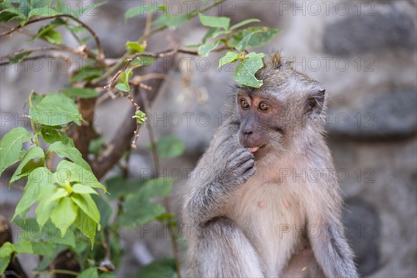 Crab eating macaque (Macaca fascicularis) or Javan monkey