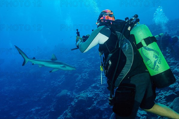 Older diver photographs reef shark (Carcharhinus)