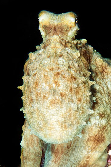 Close-up of Common Octopus (Octopus vulgaris)