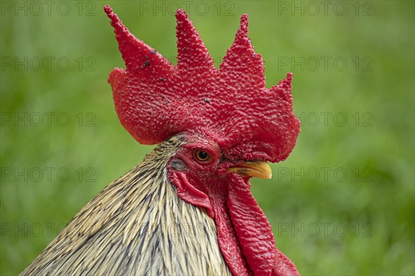 Bantam cock