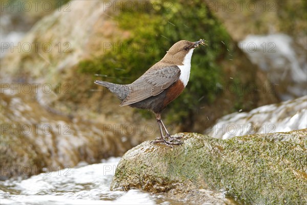 White breasted dipper (Cinclus cinclus) Old bird with stream fleas (Gammarus fossarum) in mountain stream