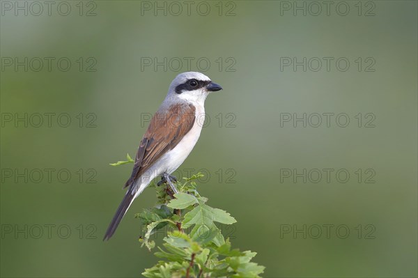 Red-backed Shrike (Canius collurio) male on perch