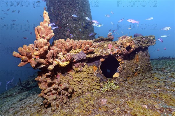 Deck superstructure encrusted with branching tubular sponge (Pseudoceratina crassa)