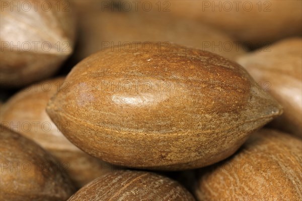 Pecan (Carya illinoinensis)