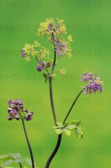 Columbine greater meadow rue (Thalictrum aquilegiifolium)