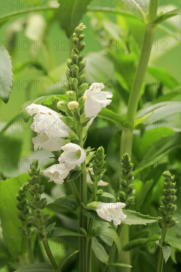 Obedience (Physostegia virginiana)