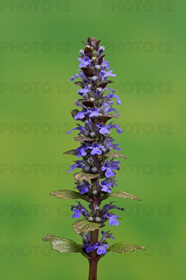 Blue bugle (Ajuga reptans)