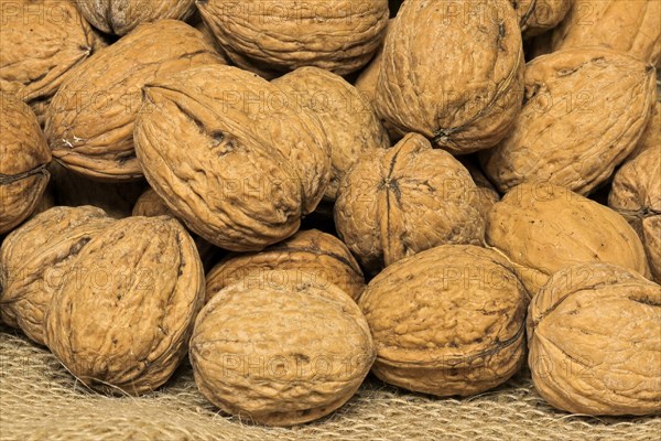 Persian walnut (Juglans regia)