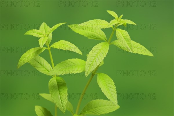 Lemon verbena (Aloysia triphylla)