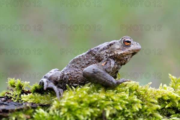 Common toad (Bufo bufo)