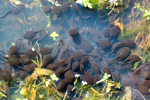 Common toad (Bufo bufo)