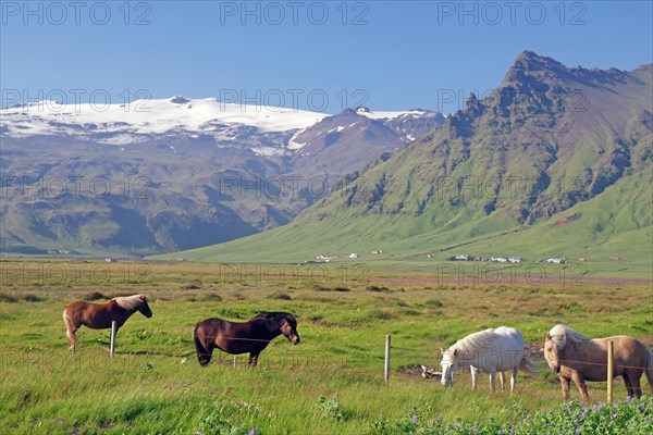 Icelandic horses in the pasture