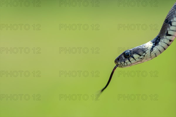 Barred grass snake (Natrix helvetica)