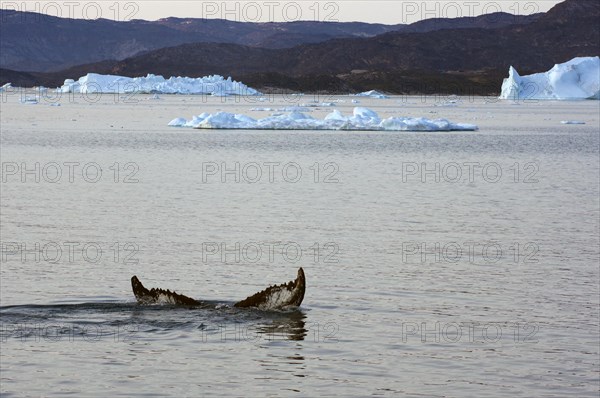Humpback whale fluke in front of icebergs