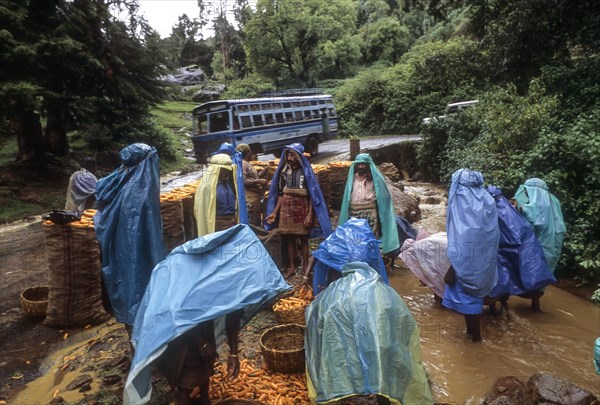 Carrot cleaning on a Rainy day (Monsoon) at Ooty