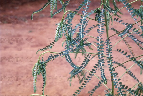 Phyllanthus amarus: Jangli amli