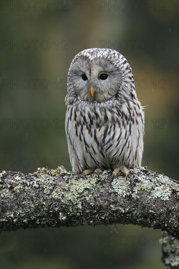 Ural owl (Strix uralensis)