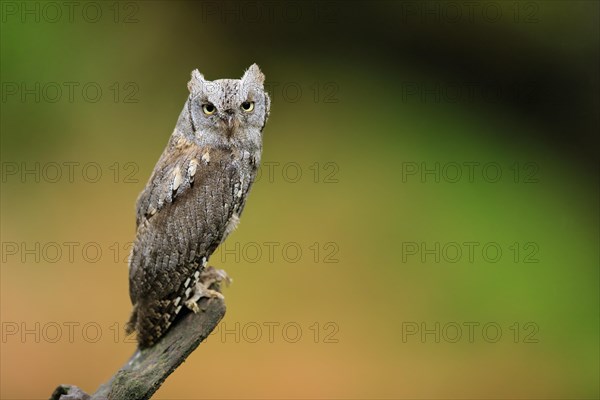 European scops owl (Otus scops)