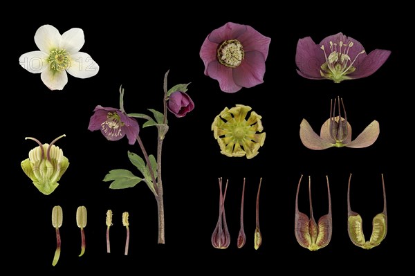 Oriental hellebore (Helleborus orientalis) Barnhaven hybrid (Helleborus x hybridus)