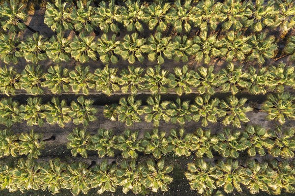 Nursery with rows of cultivated Desert Fan Palms (Washingtonia filifera)