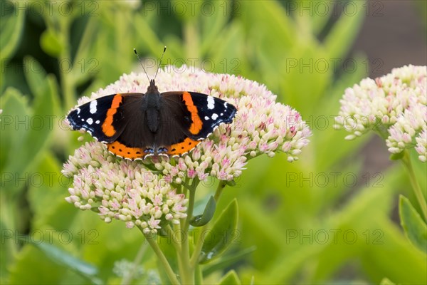 Red Admiral (Vanessa atalanta)