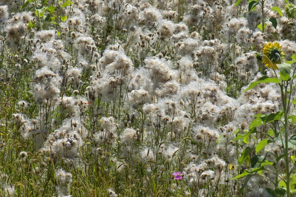 Field with faded Creeping thistle (Cirsium arvense)