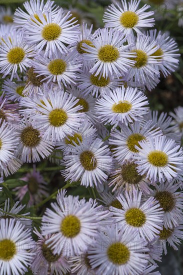 Autumn aster (Symphyotrichum)