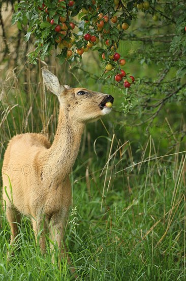 European roe deer (Capreolus capreolus) eating ripe fruits of Myrobolane (Prunus cerasifera) in a meadow orchard