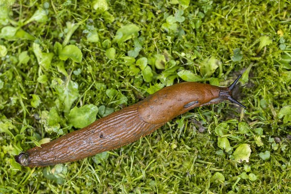 Red slug (Arion rufus)